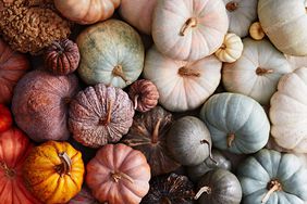 batch of pumpkins variety