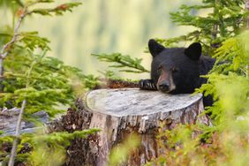 black bear hiding behind tree stump