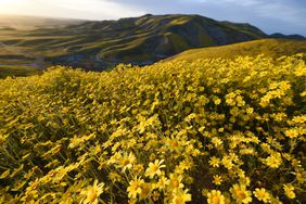 Hillside daisies (coreopsis) cover hills in the Carrizo Plain National Monument near Taft, California during a wildflower super bloom 