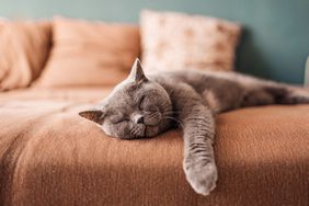 grey cat asleep on sofa