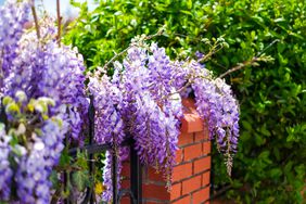 Wisteria growing on fence