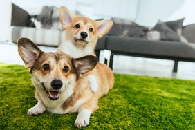 two corgi dogs posing on a green rug