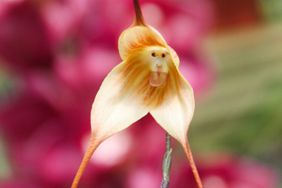 Dracula Monkey Face Orchid