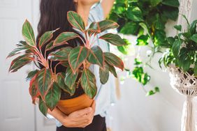 chinese evergreen plant being held by woman