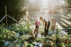 Family Harvesting Vegetables From Garden at Small Home Farm