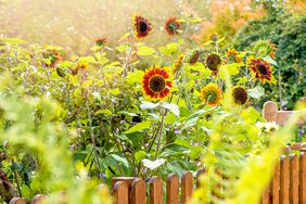 garden of sunflowers