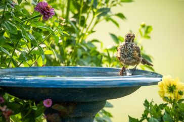 Bird Bath with bird and surrounding flowers
