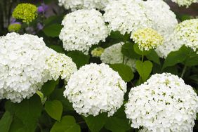 Close-Up Of White Hydrangea Bush Blooming Outdoors