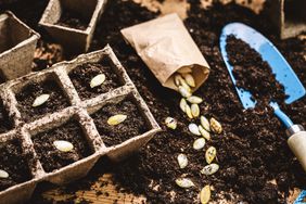 Vegetable seeds for garden