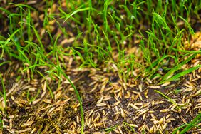 green grass growing from seeds in dirt