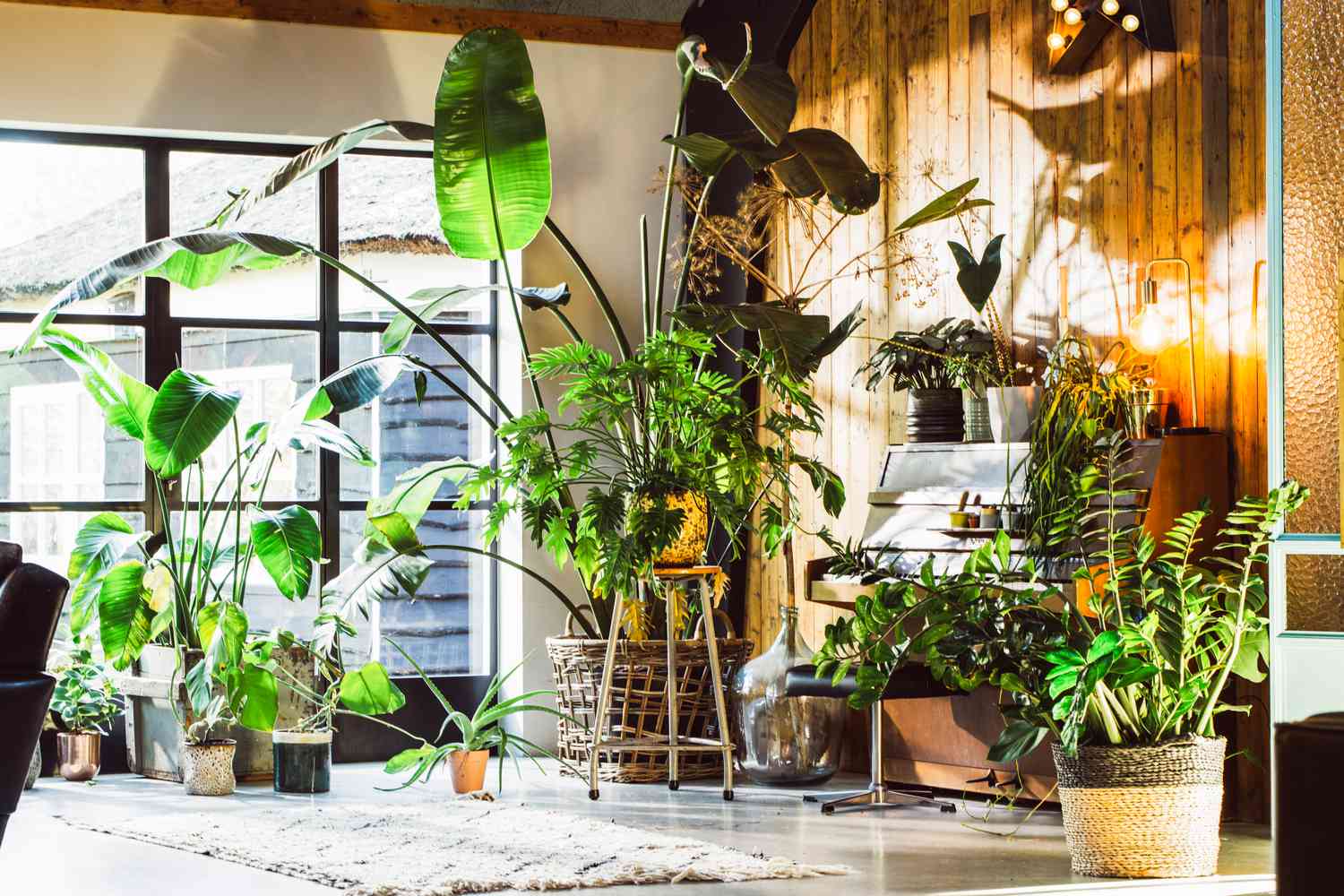 Indoor Plants near window