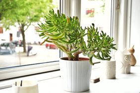 jade plant in white planter on windowsill