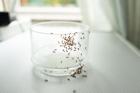 Ants inside home in jar