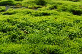 moss on ground