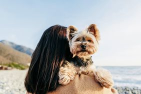 Brunette woman carrying Yorkshire Terrier at beach
