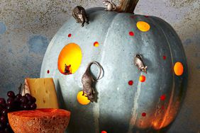 mouse house cover pumpkin