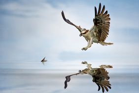 osprey diving for food