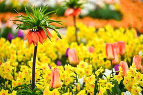Fall perennials such as mini daffodils and crown imperial flowers
