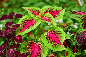 Bold green and pink coleus plant