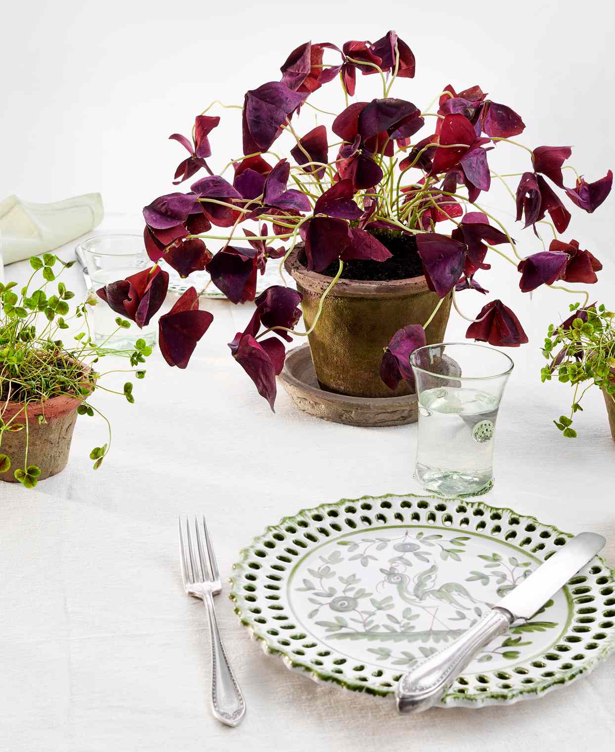 purple-leaf shamrock in pot on table setting