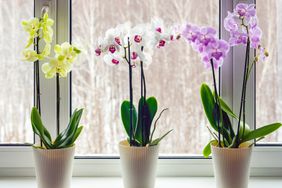 orchids on windowsill