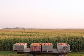 pumpkin patch crates on cart