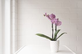 Closeup Of Purple Phalaenopsis Orchid In On White Table