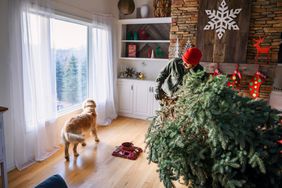 Man setting up a Christmas tree in the living room with golden retriever dog looking out of the window