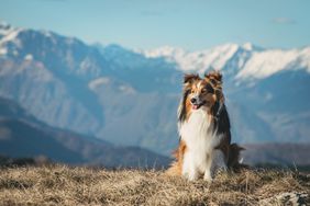 portrait of shetland sheepdog in mountains
