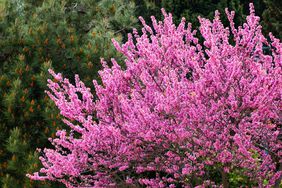 Eastern Redbud pink tree 