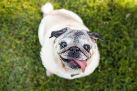 smiling pug dog in grass