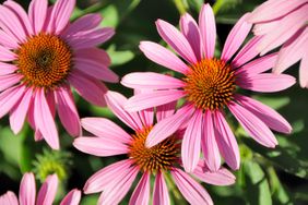 drought-resistant echinacea flowers