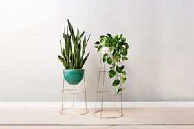 Plant stand indoors made from tomato cages