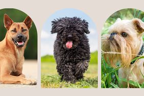 Composite of Unique Dog Breeds