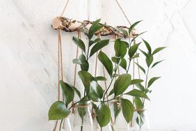 wall planter with hanging plants