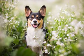 Corgi dog in flowers