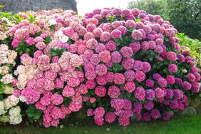 bright pink hydrangeas in the summer