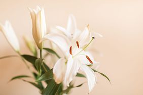 White Easter Lily Flowers with a Neutral Background