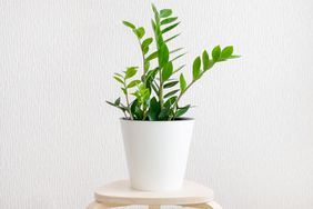 ZZ plant in pot on side table